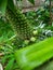 TheÂ pineapple & x28;Ananas comosus& x29; is a tropical plant with an edible fruit.